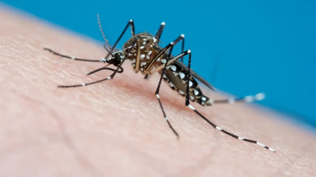 Dengue201139716771 - 5
