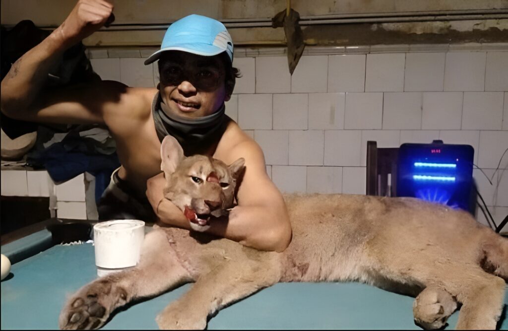 Matador de puma - 8