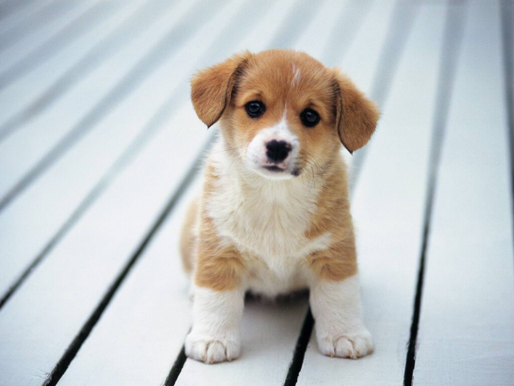 Perro Tierno Imagenes Fondo de Pantalla - 1
