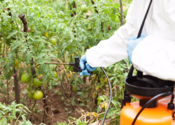 Farmer spraying toxic pesticides in the vegetable garden