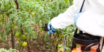 Farmer spraying toxic pesticides in the vegetable garden