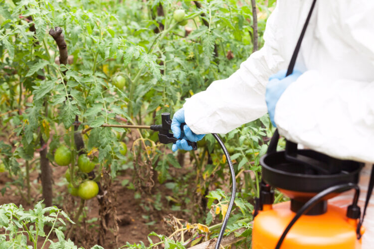 Farmer spraying toxic pesticides in the vegetable garden