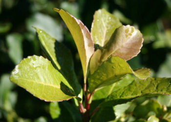 Brote de la planta de Yerba