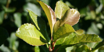 Brote de la planta de Yerba