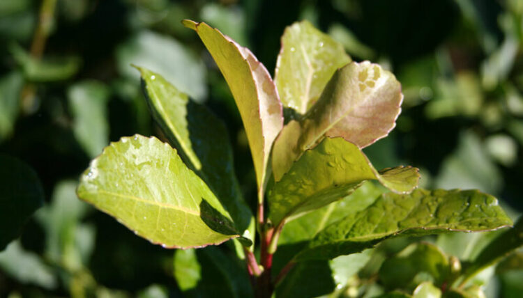 Brote de la planta de Yerba