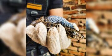 Rescataron animales silvestres en Posadas y Garupá