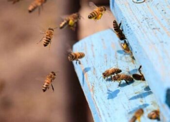 A closeup of honeybees flying on a blue painted wooden surface under the sunlight at daytime