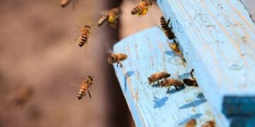 A closeup of honeybees flying on a blue painted wooden surface under the sunlight at daytime