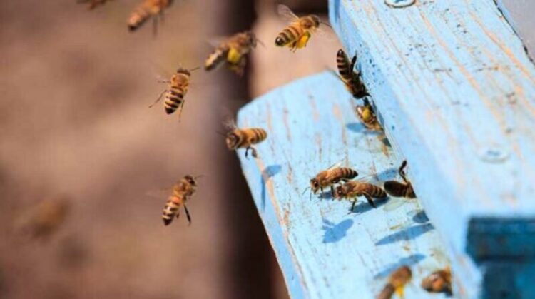 A closeup of honeybees flying on a blue painted wooden surface under the sunlight at daytime