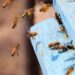 A closeup of honeybees flying on a blue painted wooden surface under the sunlight at daytime