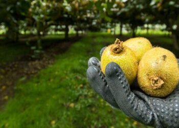 Kiwis de Nueva Zelanda