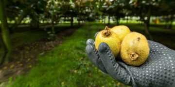 Kiwis de Nueva Zelanda