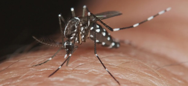 El avance del chikungunya en Argentina está directamente vinculado a la circulación del mosquito vector.