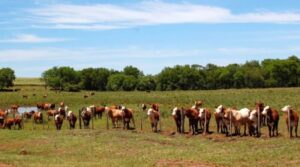 Misiones apuesta a la ganadería como alternativa productiva: “es la actividad más rentable” ganadería en Misiones