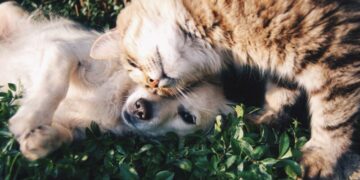 lluvia: perros y gatos