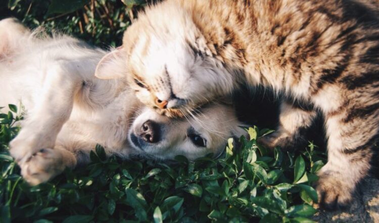 lluvia: perros y gatos