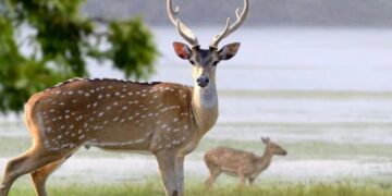 Cazadores vs. Ambientalistas