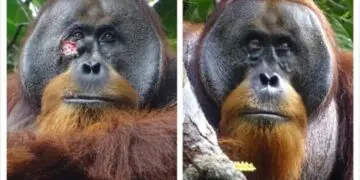 Orangután se cura solo
