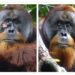 Orangután se cura solo