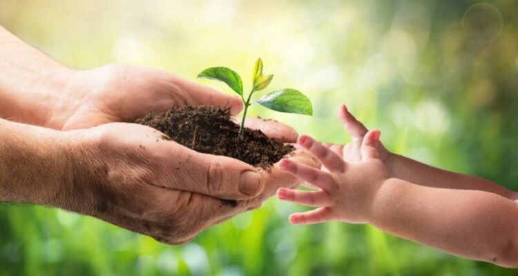 Manos de un niño y de una persona mayor con un brote verde