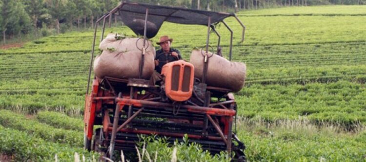 té en Misiones