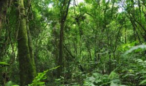 Bonos verdes en Misiones: Safrán defendió el programa de créditos de carbono y cruzó a Miguel Núñez El Parque Provincial Salto Encantado realizará el 8 de marzo una jornada especial por el Día de la Mujer con trekking consciente, meditación guiada y actividades de bienestar en plena selva misionera.