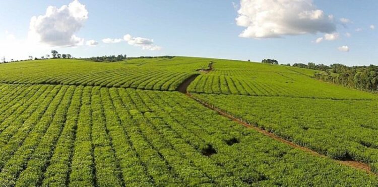 Agro en Misiones