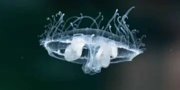 medusas invasoras