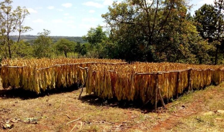 Tabacaleros