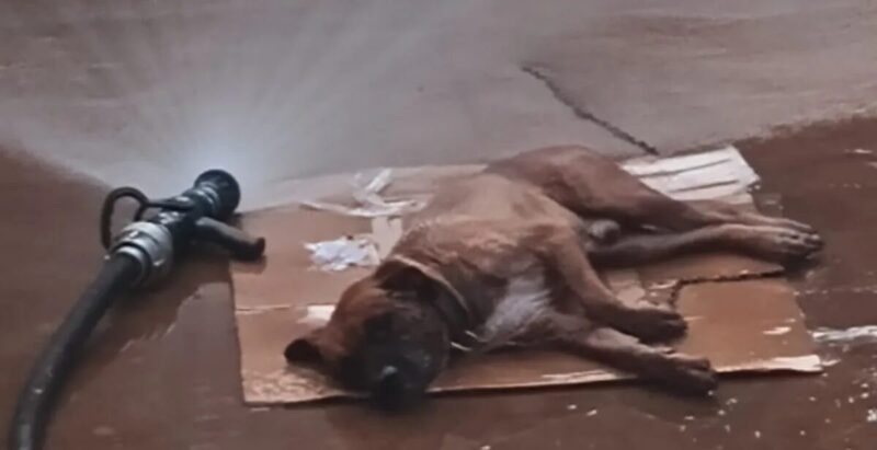 Puerto Iguazú | Un enjambre de abejas atacó a una familia, dos perros muertos y un rescate heróico 3 perrito - 2