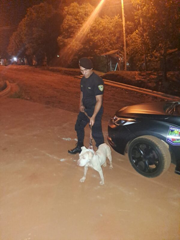 Encontraron a “Luna”, una perra Pitbull que había sido robada de una casa en Oberá 5 1743079294455 luna2 - 4
