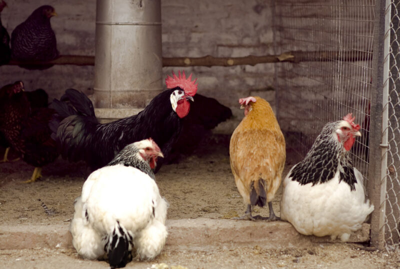 Los huevos siguen subiendo en marzo, el maple pasó de $4.500 a $6.500 7 923794 gallinas 20gripe 20aviar - 6