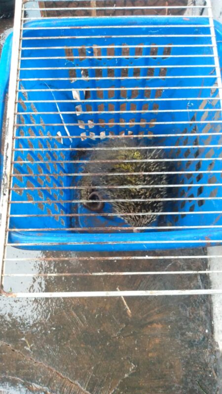 Rescates en Misiones: alta demanda al 911 por animales en peligro 3 WhatsApp Image 2025 03 30 at 09.27.59 2 - 2