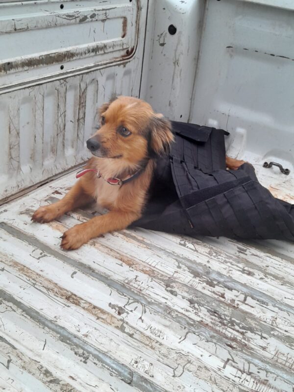 Rescates en Misiones: alta demanda al 911 por animales en peligro 7 WhatsApp Image 2025 03 30 at 09.28.00 - 6