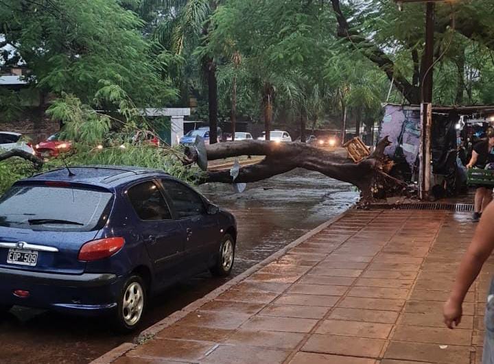 En pocas horas cayeron casi 70 mm en Posadas y sigue el alerta naranja vigente 4 arbol caido - 3