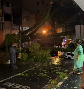 Posadas: Entró a la escribanía a firmar el 08 y un viejo árbol aplastó su auto nuevo image 11 1 - 10