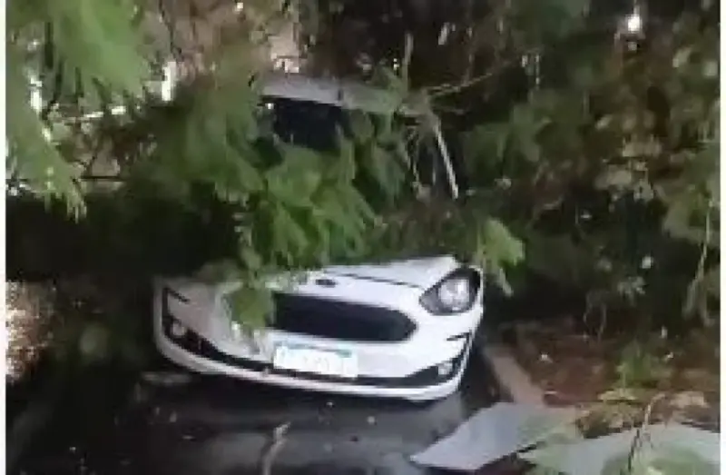 Posadas: Entró a la escribanía a firmar el 08 y un viejo árbol aplastó su auto nuevo 3 md 12 - 2