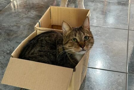 Más del 60% de las mascotas en Posadas fueron adoptadas o rescatadas Fabri gato - 7