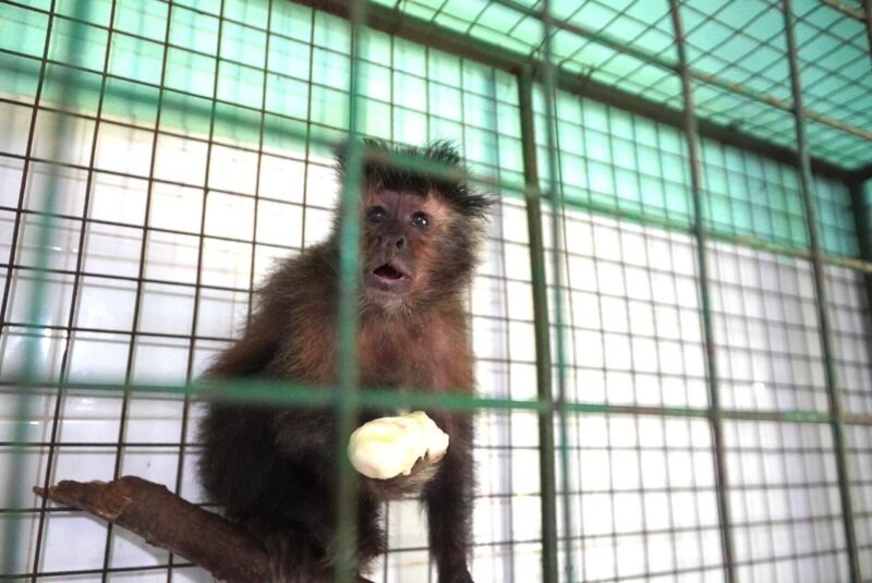 Alerta por el aumento de tenencia ilegal y tráfico de fauna: “Los animales silvestres no son mascotas” fauna