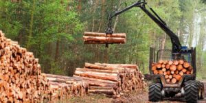 La actividad forestal, en rojo: “Los márgenes de rentabilidad se han eliminado y la actividad está muy mal” actividad forestal