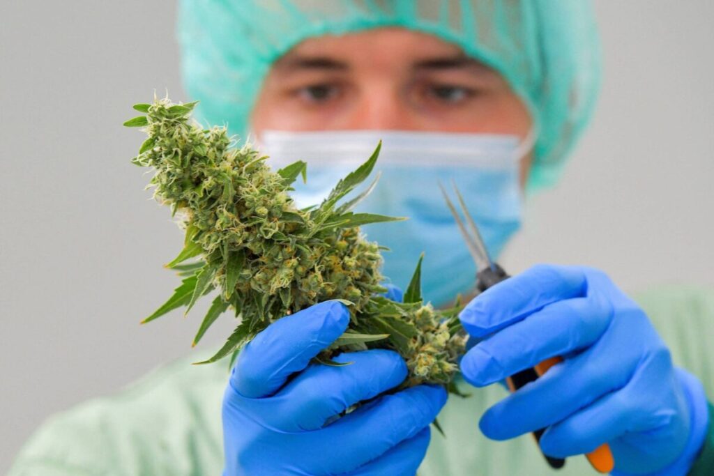 Cannabis con fines terapeúticos: En Misiones impulsan un proyecto GnJV cAXAAAmWl - 2