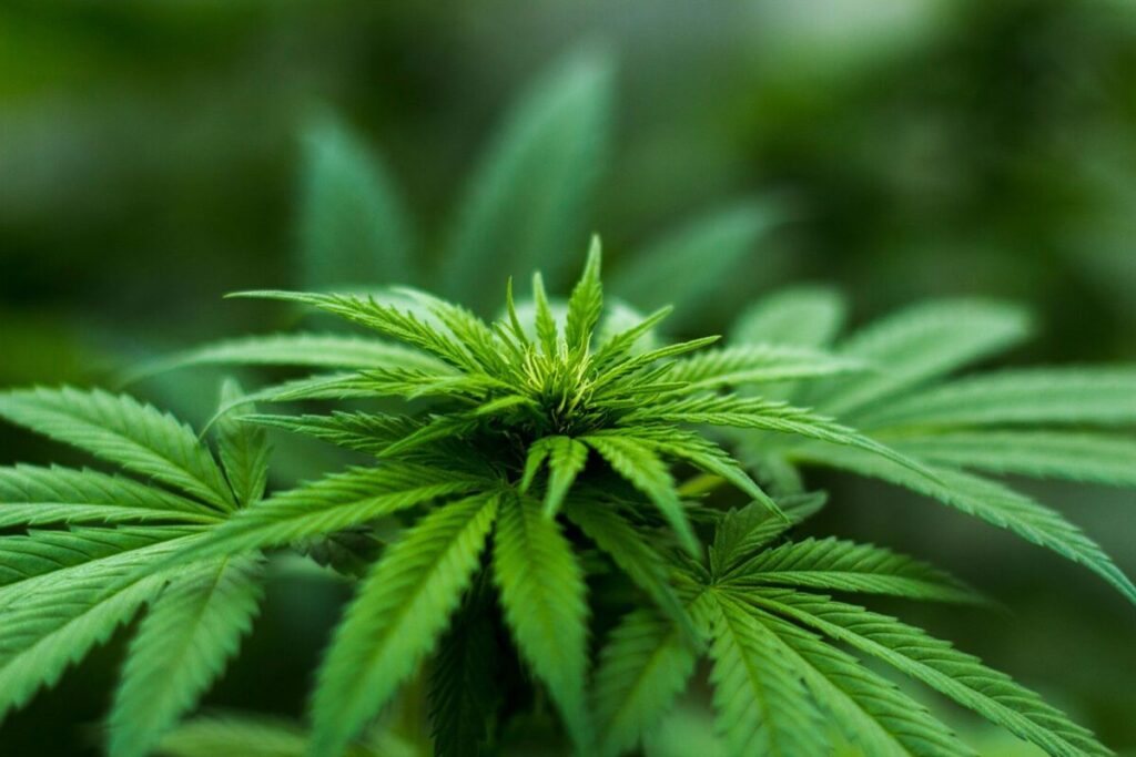 Cannabis con fines terapeúticos: En Misiones impulsan un proyecto 4 GpBy0zVXoAAS254 - 3