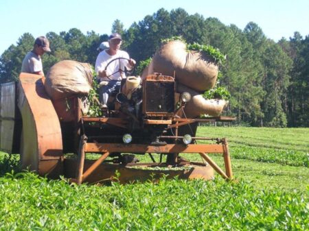 Productores advierten que el té podría desaparecer como el tung Tealeros 1 - 2