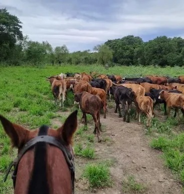 Escándalo tras los allanamientos en Chaco: “Se encontraron hasta vacas” 2 WhatsApp Image 2025 04 03 at 10.59.34 - 1