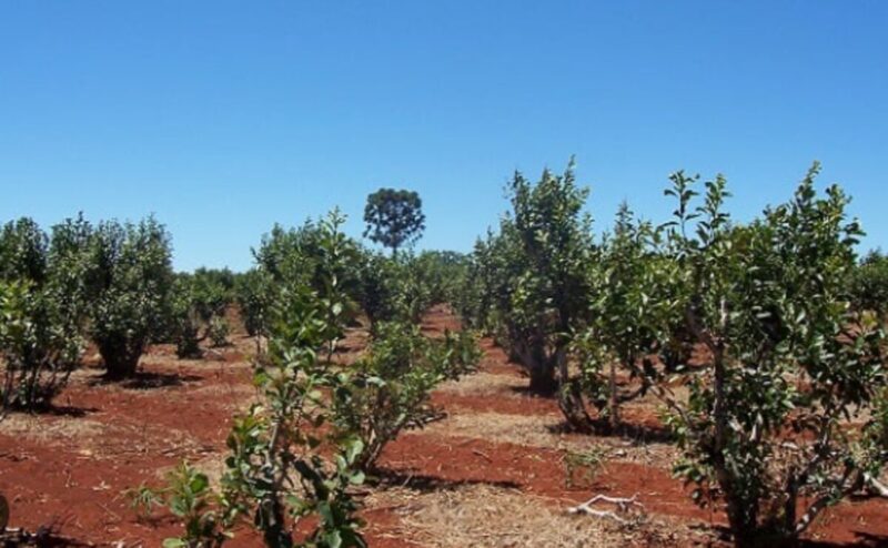 Plantaciones de yerba: “La liberación va a ser catastrófico para el productor que tiene 5 o 10 hectáreas” “No vamos a cortar rutas, vamos a inmovilizar la yerba”, adelantó el dirigente sobre la estrategia de protesta que discuten los productores yerbateros.