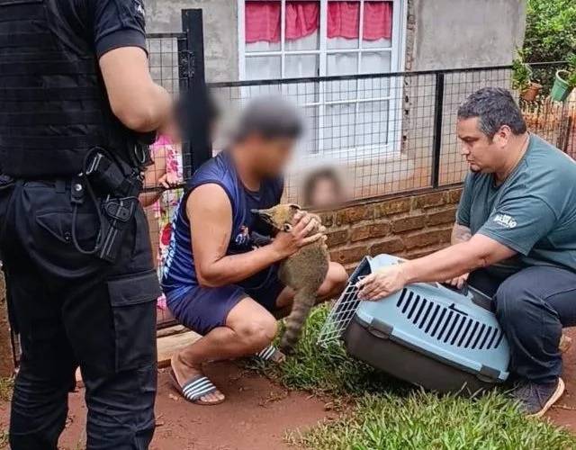 coati dos e1743679595927 - 4