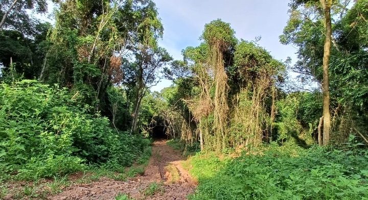 Los corredores de bosques nativos son cruciales para la fauna de Misiones corredores potada 1 - 1