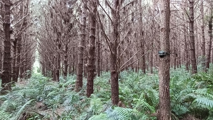 Los corredores de bosques nativos son cruciales para la fauna de Misiones 5 corredores5 - 4
