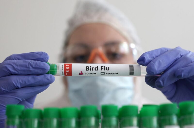 Primer caso de gripe aviar en humano fue detectado en México 4 influenza aviar - 3