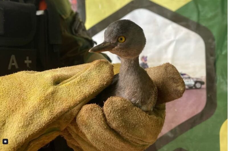 maca gris - 1